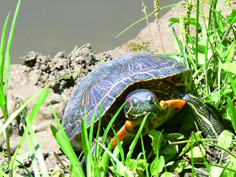 井の頭公園の生き物たち 第14回 ミシシッピアカミミガメ 株式会社文伸 ぶんしん出版